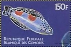 Coris aygula
