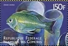 Chromis caeruleus