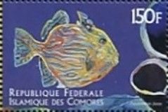Pseudobalistes fuscus