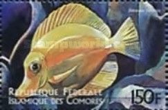 Yellow Tang (Zebrasoma flavescens)
