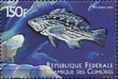 Mycteroperca rubra