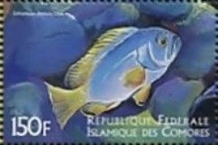 Epinephelus flavocaeruleus