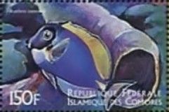 Acanthurus leucosternon