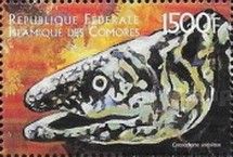 Undulated Moray (Cymnothorne undulatus)