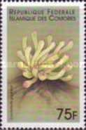 Giant Caribbean Sea Anemone (Condylactis gigantea)