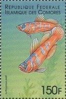 Blue-banded goby (Lythrypnus dalli)