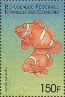 Spine-cheeked anemonefish (Premnas biaculeatus)