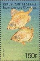 The boarfish (Capros aper)