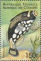 Clown triggerfish (Balistoides conspicillum)