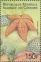 Red cushion sea star (Oreaster reticulatus)