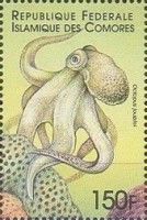 Atlantic pygmy octopus (Octopus joubini)