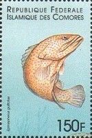 The red hind (Epinephelus guttatus)