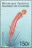Long-snout clingfish (Diademichthys lineatus)