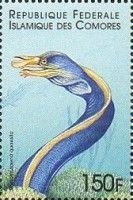 The ribbon eel (Rhinomuraena quaesita)