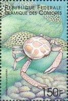 Purse crab (Persephona punctata)