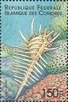 Venus comb murex (Murex pecten)