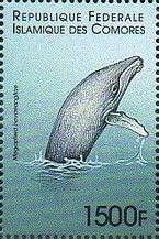 Humpback Whale (Megaptera novaeangliae)