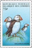 Atlantic Puffin (Fratercula arctica)