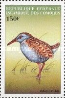 Water Rail (Rallus aquaticus)