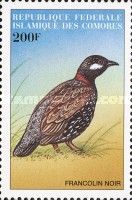 Black Francolin (Francolinus francolinus)