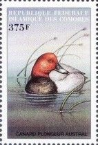 Common Pochard (Aythya ferina)