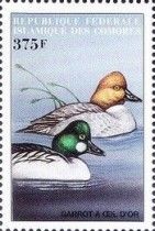 Common Goldeneye (Bucephala clangula)