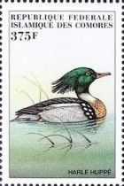 Red-breasted Merganser (Mergus serrator)