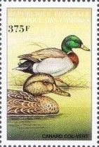 Mallard (Anas platyrhynchos)