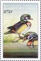Wood Duck (Aix sponsa)
