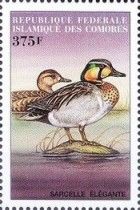 Baikal Teal (Sibirionetta formosa)
