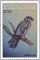 Merlin (Falco columbarius)