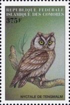 Boreal Owl (Aegolius funereus)