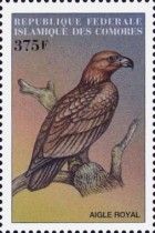 Golden Eagle (Aquila chrysaetos)