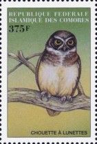 Spectacled Owl (Pulsatrix perspicillata)
