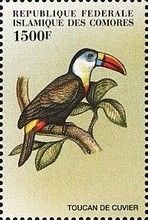 White-throated Toucan (Ramphastos tucanus)