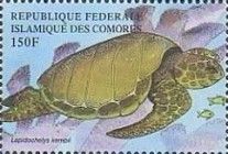 Lepidochelys kempii