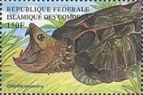 Chelydra serpentina