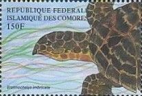 Eretmochelys imbricata