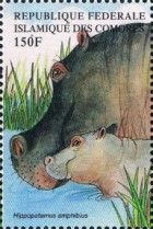 Hippopotamus (Hippopotamus amphibius)