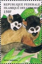 Black-capped Squirrel Monkey (Saimiri boliviensis)