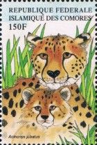 Cheetah (Acinonyx jubatus)