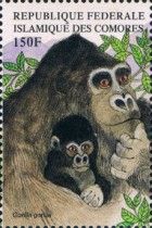 Gorilla gorilla