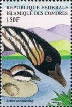 Hawaiian Goose (Branta sandvicensis)