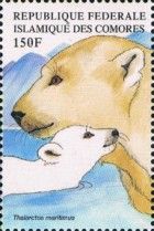 Ursus maritimus