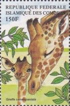 Giraffa camelopardalis