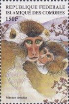 Japanese Macaque (Macaca fuscata)