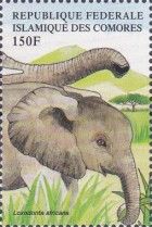 African Elephant (Loxodonta africana)