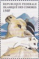 Ovis dalli