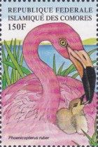 American Flamingo (Phoenicopterus ruber)