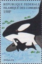 Killer Whale (Orcinus orca)